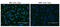 Programmed Cell Death 1 antibody, LS-C796948, Lifespan Biosciences, Immunofluorescence image 
