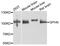 Gephyrin antibody, A8572, ABclonal Technology, Western Blot image 