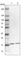 Translocon-associated protein subunit delta antibody, HPA045209, Atlas Antibodies, Western Blot image 