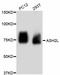 ASH2 Like, Histone Lysine Methyltransferase Complex Subunit antibody, abx125294, Abbexa, Western Blot image 
