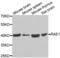 Ribonucleic Acid Export 1 antibody, LS-C334899, Lifespan Biosciences, Western Blot image 