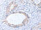 TIMP Metallopeptidase Inhibitor 3 antibody, CSB-PA834137, Cusabio, Immunohistochemistry paraffin image 