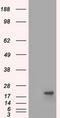 Crystallin Alpha B antibody, LS-C784394, Lifespan Biosciences, Western Blot image 