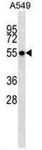 Serine/Threonine Kinase 17b antibody, AP54074PU-N, Origene, Western Blot image 