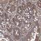 Transmembrane Protein 139 antibody, HPA036983, Atlas Antibodies, Immunohistochemistry frozen image 