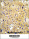 Gliostatin antibody, 62-801, ProSci, Immunohistochemistry paraffin image 