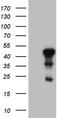E74 Like ETS Transcription Factor 3 antibody, TA809988S, Origene, Western Blot image 