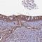Coiled-Coil Domain Containing 167 antibody, PA5-60953, Invitrogen Antibodies, Immunohistochemistry frozen image 