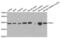 hA6RP antibody, abx004497, Abbexa, Western Blot image 