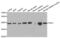 Twinfilin Actin Binding Protein 2 antibody, abx004497, Abbexa, Western Blot image 