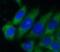 Lactamase Beta 2 antibody, FNab04673, FineTest, Immunofluorescence image 