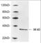 Geminin DNA Replication Inhibitor antibody, orb376135, Biorbyt, Western Blot image 