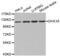 DEAH-Box Helicase 16 antibody, abx004561, Abbexa, Western Blot image 