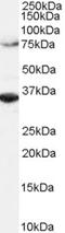 Origin recognition complex subunit 3 antibody, orb18313, Biorbyt, Western Blot image 