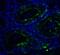 SWI/SNF Related, Matrix Associated, Actin Dependent Regulator Of Chromatin, Subfamily A, Member 4 antibody, A00223, Boster Biological Technology, Immunofluorescence image 