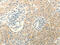 Transcriptional regulator ERG antibody, CSB-PA233398, Cusabio, Immunohistochemistry frozen image 