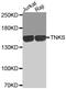 Tankyrase-1 antibody, MBS128770, MyBioSource, Western Blot image 