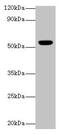 Cholinergic Receptor Nicotinic Alpha 1 Subunit antibody, CSB-PA11789A0Rb, Cusabio, Western Blot image 