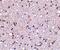 Transmembrane P24 Trafficking Protein 10 antibody, PA5-20316, Invitrogen Antibodies, Immunohistochemistry frozen image 