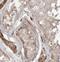 ADP Ribosylation Factor Like GTPase 13B antibody, FNab00572, FineTest, Immunohistochemistry frozen image 