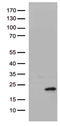 Heparin Binding EGF Like Growth Factor antibody, LS-C793000, Lifespan Biosciences, Western Blot image 