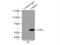 Uridine 5 -monophosphate synthase antibody, 14830-1-AP, Proteintech Group, Immunoprecipitation image 