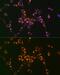 Argininosuccinate Lyase antibody, GTX55520, GeneTex, Immunocytochemistry image 