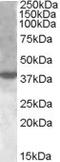 X-Box Binding Protein 1 antibody, LS-B2382, Lifespan Biosciences, Western Blot image 