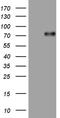 Ubiquitin-associated and SH3 domain-containing protein A antibody, TA809238S, Origene, Western Blot image 