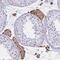Olfactory Receptor Family 51 Subfamily B Member 5 antibody, NBP2-32376, Novus Biologicals, Immunohistochemistry frozen image 