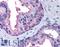 Aryl Hydrocarbon Receptor antibody, LS-C140970, Lifespan Biosciences, Immunohistochemistry paraffin image 