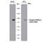 Signal Transducer And Activator Of Transcription 5B antibody, MAB41901, R&D Systems, Western Blot image 