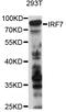Interferon Regulatory Factor 7 antibody, STJ29786, St John