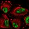 DEAD-Box Helicase 46 antibody, HPA057501, Atlas Antibodies, Immunofluorescence image 