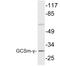 Glutamate-Cysteine Ligase Modifier Subunit antibody, LS-C286269, Lifespan Biosciences, Western Blot image 