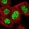 RNA Binding Motif Protein 12 antibody, NBP2-13207, Novus Biologicals, Immunofluorescence image 