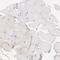 Cystathionine-Beta-Synthase antibody, NBP1-83255, Novus Biologicals, Immunohistochemistry paraffin image 