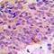 ATP Synthase F1 Subunit Alpha antibody, LS-C351856, Lifespan Biosciences, Immunohistochemistry frozen image 