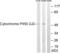 Cytochrome P450 2J2 antibody, LS-C119500, Lifespan Biosciences, Western Blot image 
