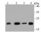 Glyoxalase I antibody, A01703, Boster Biological Technology, Western Blot image 