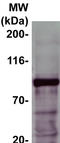 Signal Transducer And Activator Of Transcription 5A antibody, TA354959, Origene, Western Blot image 