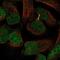 PBX/Knotted 1 Homeobox 2 antibody, NBP2-55463, Novus Biologicals, Immunocytochemistry image 