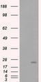 Rho GDP Dissociation Inhibitor Alpha antibody, TA501120S, Origene, Western Blot image 