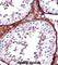T-Box 5 antibody, abx028228, Abbexa, Western Blot image 