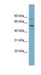 Syntrophin Gamma 1 antibody, NBP1-55414, Novus Biologicals, Western Blot image 