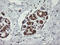 TRNA Methyltransferase 2 Homolog A antibody, LS-C174319, Lifespan Biosciences, Immunohistochemistry paraffin image 