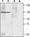 Calcium Voltage-Gated Channel Auxiliary Subunit Alpha2delta 4 antibody, PA5-77343, Invitrogen Antibodies, Western Blot image 