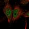 Nemo Like Kinase antibody, HPA056511, Atlas Antibodies, Immunofluorescence image 