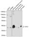 Glycogenin-1 antibody, GTX64944, GeneTex, Western Blot image 