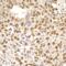 Tim1 antibody, NB100-40853, Novus Biologicals, Immunohistochemistry frozen image 